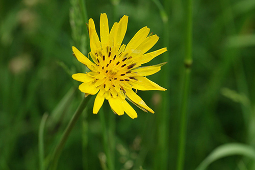 Yellow Goatsbeard Plant Health Benefits