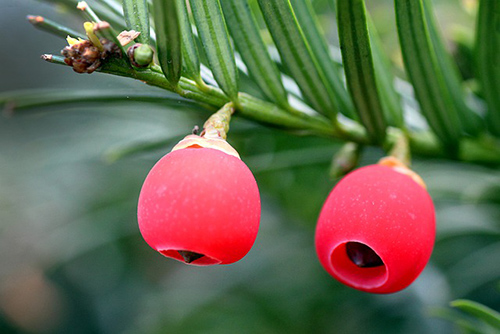 The English Yew Tree Health Benefits