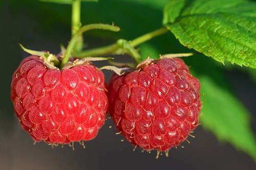 The Garden Raspberry Plant: Top Health Benefits
