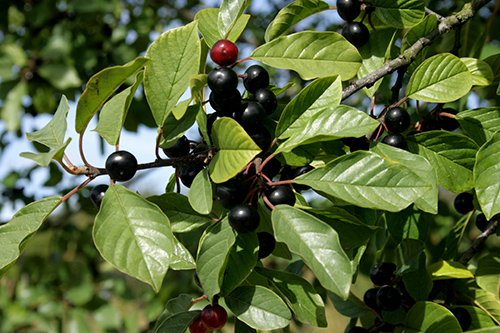 Alder Buckthorn: Natural Remedy or Hype?