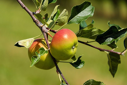 Apple Tree: Boost Your Health
