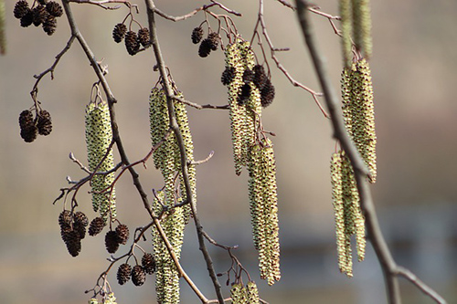 Could the Black Alder Tree Hold Answers to Your Health Concerns?