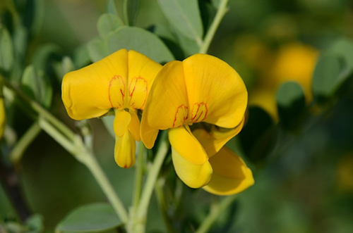 Bladder Senna Plant: Unlocking Potential Health Benefits