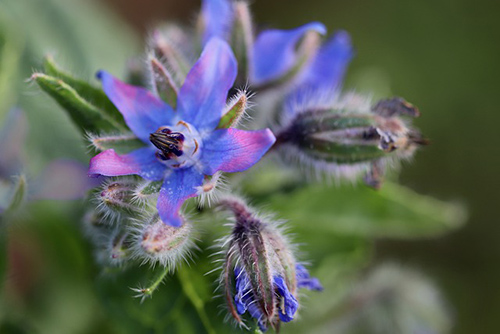 Borage Plant Health Benefits