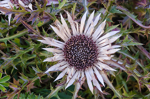 Carline Thistle Plant Health Benefits