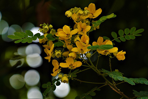 Cassia Fistula Tree: Amazing Remedy for Constipation