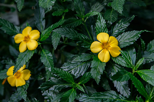 The Damiana Plant Health Benefits