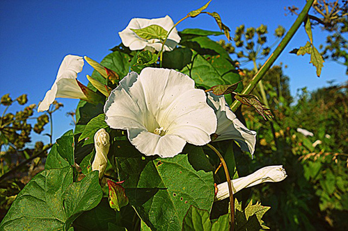 Hedge Bindweed Plant Health Benefits