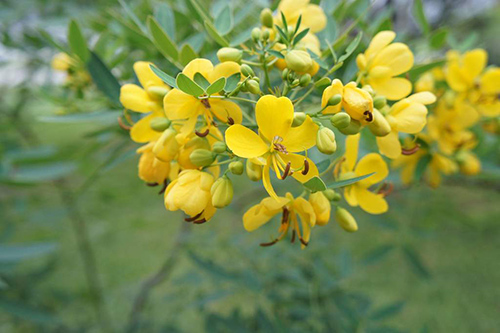 Cassia Angustifolia: Discover the Amazing Health Benefits