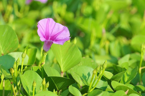 Jalap Plant: Delve into the Healing Power