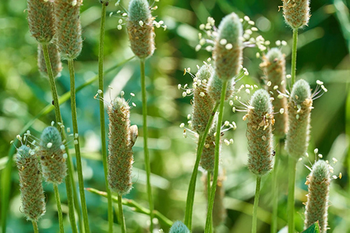 Psyllium Plant Benefits You Might Not Know!