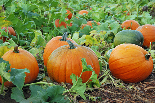 Pumpkin Plant: The Surprising Health Benefits You Need to Know