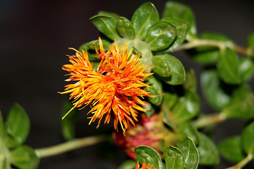 Safflower Plant Secrets Revealed