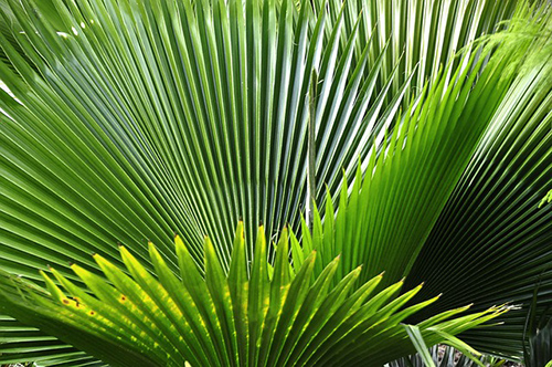 Palmetto Shrub Health Benefits