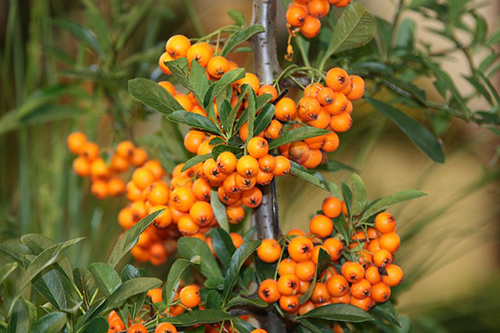The Sea Buckthorn Plant: Your Skin and Heart’s New Best Friend
