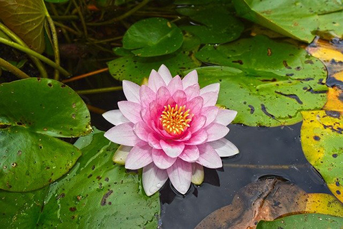 Water Lily plants: Health Benefits