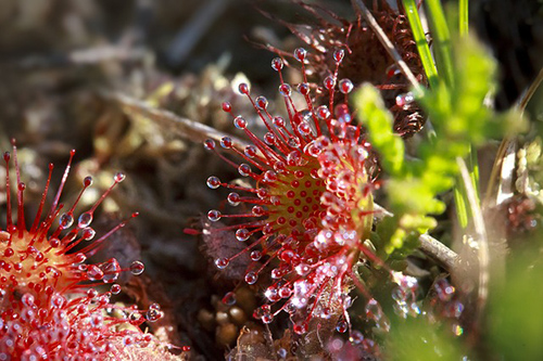 Sundew Plant: Discover its Health Benefits