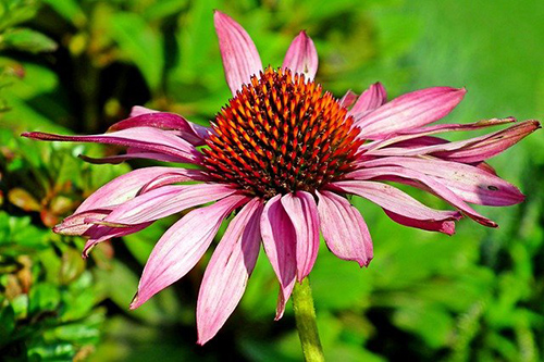 Echinacea Root: Your Immune System’s Ally