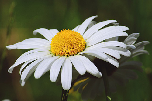 Unlock the Secrets of the Wild Daisy Flower
