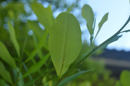 Coca Plant Leaves: More Than Just a Stimulant