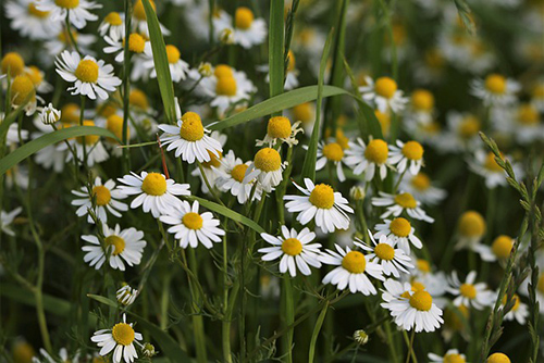 Explore the Healing Power of German Chamomile