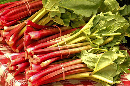 The Rhubarb Plant: Unlocking Health Benefits