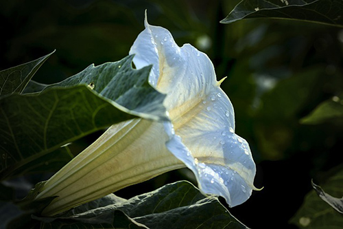 Devil’s Trumpet Plant Exposed: The Health Benefits Behind Its Mystique