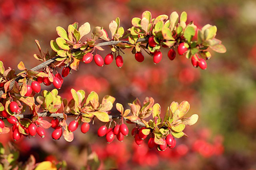 The Barberry Plant: More Than Just a Tart Treat