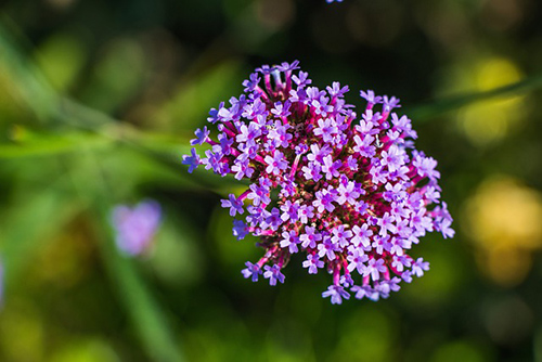 The Vervain Plant Health Benefits