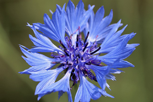Cornflower Plant: Discover the Health Benefits
