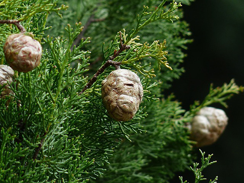 Italian Cypress: More Than Just a Pretty Tree