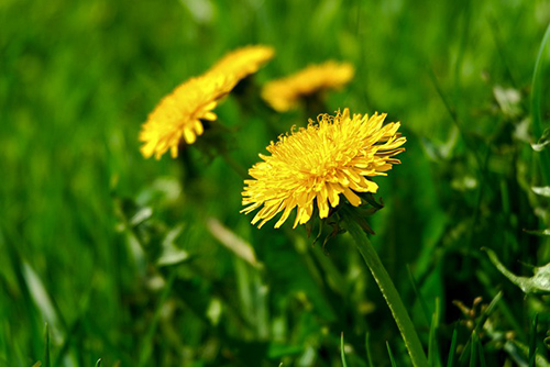 The Dandelion Plant: Health Benefits