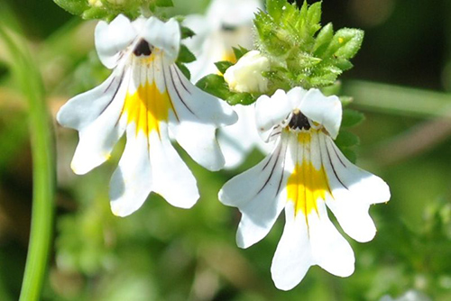 Red Eyebright Plant: Unveiling the Potential Benefits