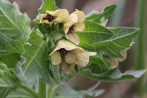 Discover The Henbane Plant: Unveiling Its Health Benefits