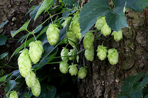 Hops: Not Just for Beer! Explore Potential Health Benefits