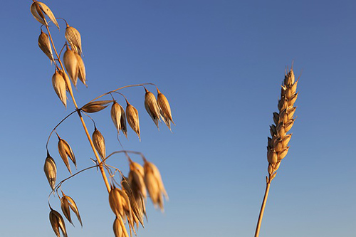 Oat Plant Health Benefits