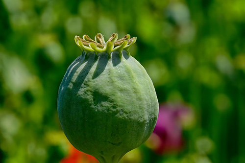 The Opium Poppy Plant’s Healing Touch