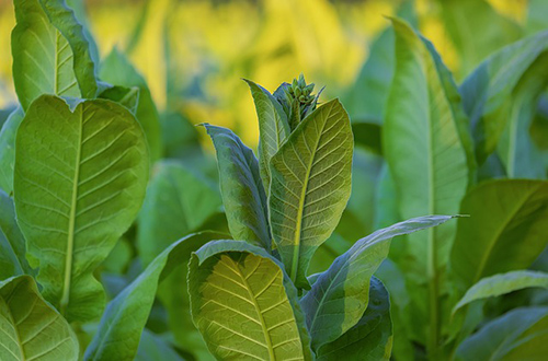 Discover Health Benefits of the Tobacco Plant