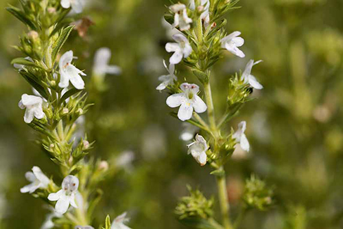 Winter Savory’s Healing Power