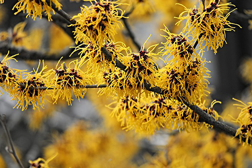 Witch Hazel: Natural Remedy with Surprising Benefits