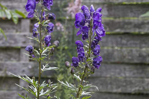 The Wolfsbane Plant: Myths, Mysteries, and Toxicity