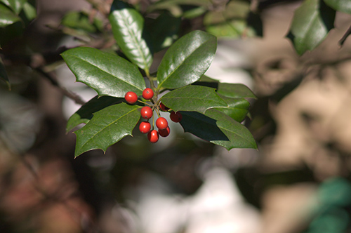 The Yerba Mate Plant Advantage: Exploring the Plant’s Health Potential