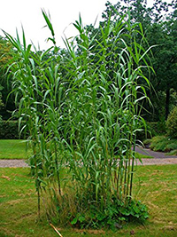 Giant Reed medicinal uses
