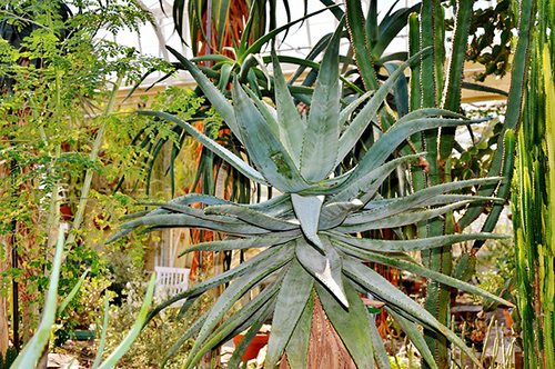 Unlock the Health Benefits of The Agave Plant
