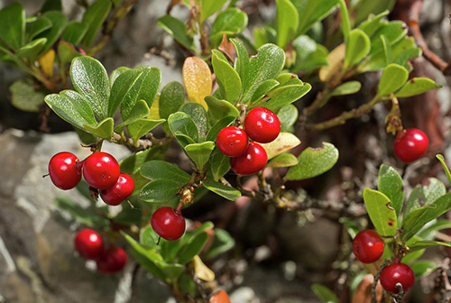 The Surprising Power of the Bearberry Plant