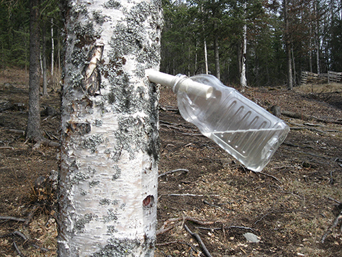birch sap skin benefits