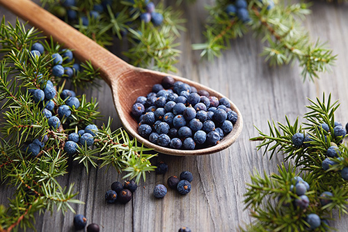 Juniper Plant for Wellness