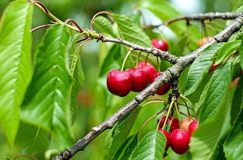 Boost Your Health with the Cherry Tree