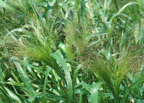 Fight Urinary Tract Woes Naturally: Explore Couch Grass Benefits