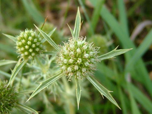 Eryngium Campestre Revealed: Dive into Its Health Benefits